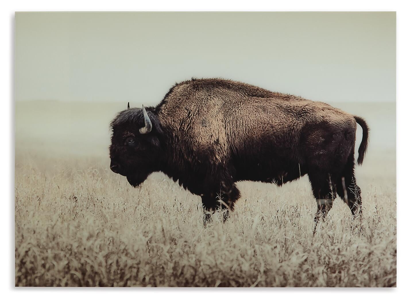 Brutus Wall Art