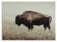 Brutus Wall Art